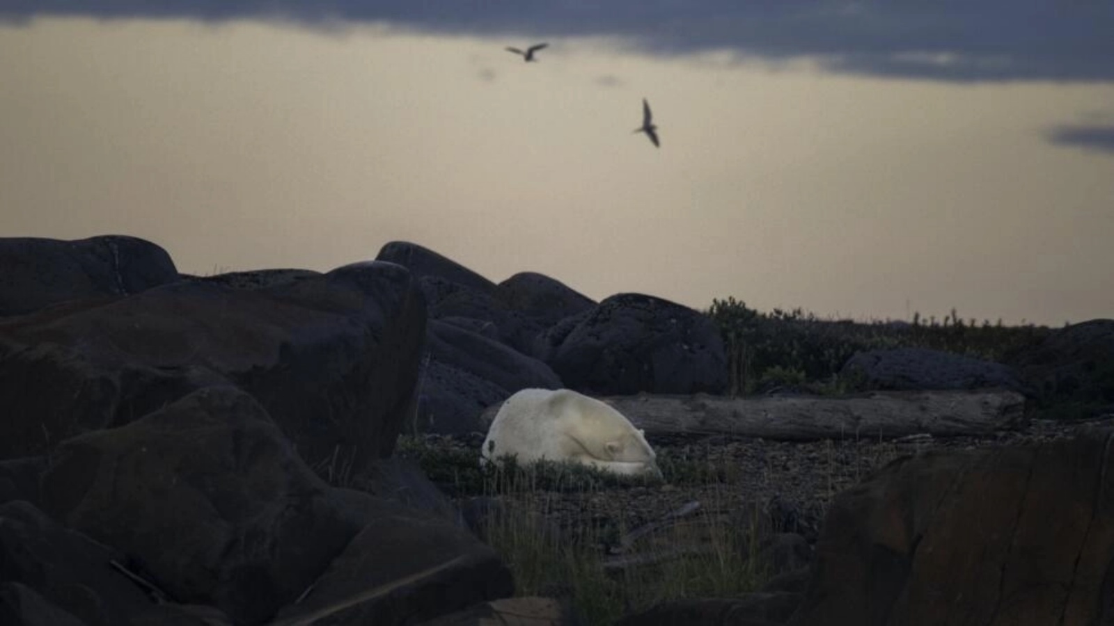 دب قطبي نائم في نهاية الليل على طول شاطئ خليج هدسون بالقرب من تشرشل، كندا