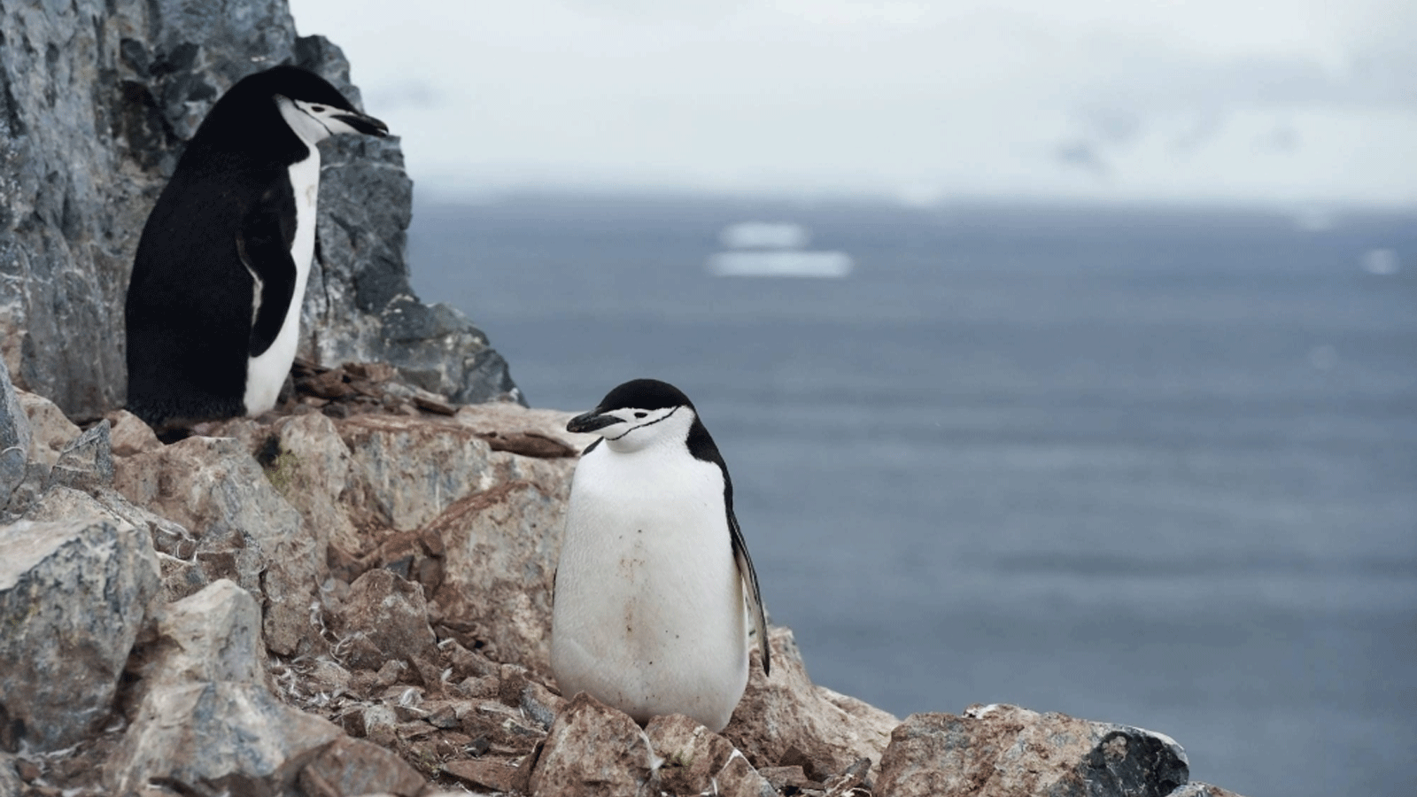 طيور البطريق تشينستراب بميناء أورني في شبه الجزيرة القطبية الجنوبية الغربية