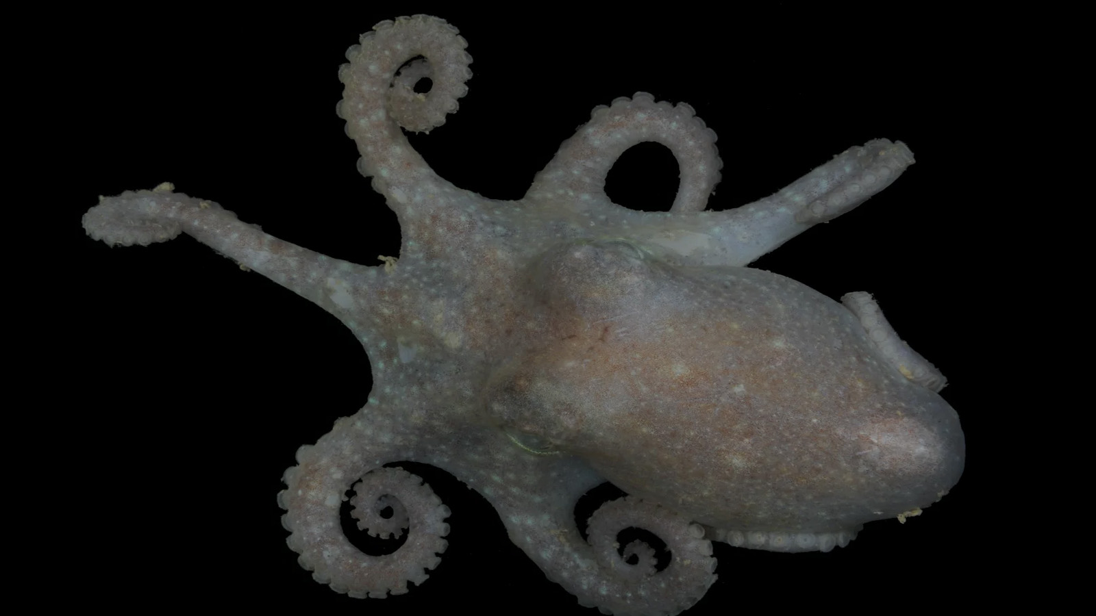 صورة لأخطبوط توركيت موضوع دراسة الفريق الذي قام بتحليل المعلومات الوراثية عنه. (British Antarctic Survey _المسح البريطاني لأنتاركتيكا)