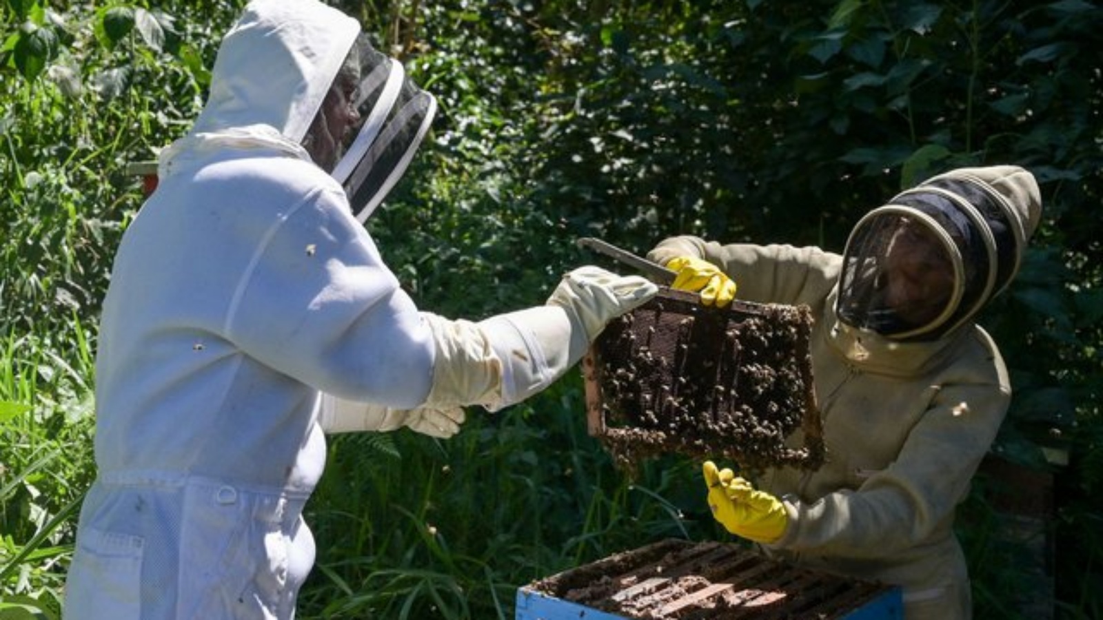 القفران تساعد مربّي النحل على مواجهة اختفاء مستعمرات كاملة من النحل بسبب تغير المناخ والمبيدات الحشرية