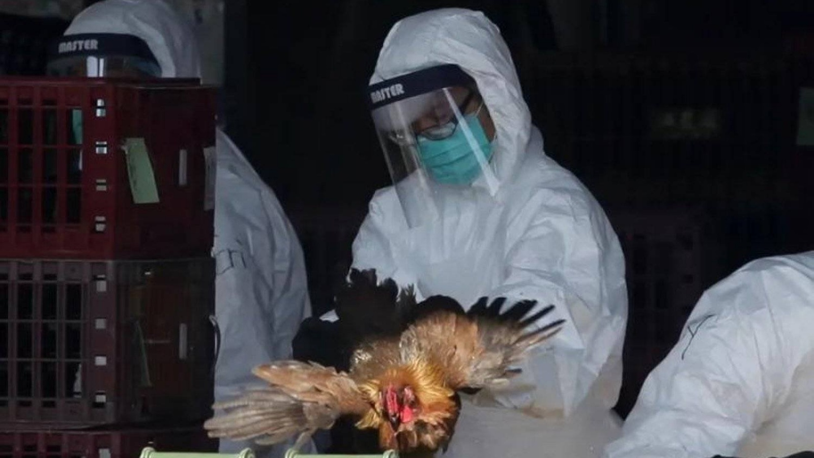 ينتشر انفلونزا الطيور بالفعل على نطاق واسع بين الطيور البرية وخاصة الدواجن منذ عقود