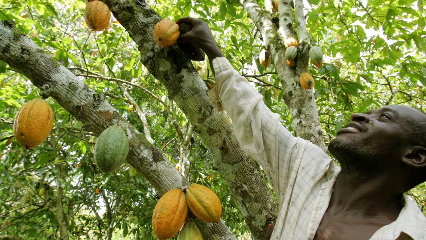 مزارع يفحص أشجار الكاكاو في قرية جوديليهيري في جنوب غرب ساحل العاج