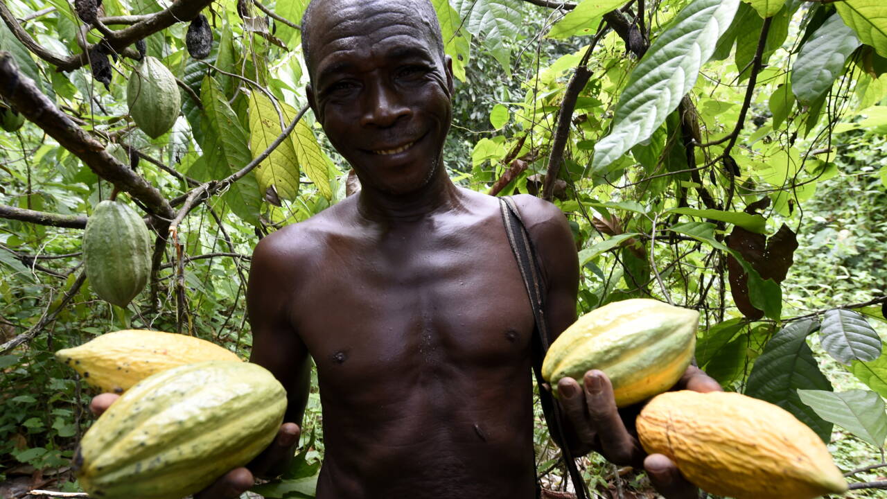 تعتمد صناعة الشوكولا بشكل رئيسي على زراعة الكاكاو