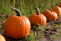 خمسة حقائق وفوائد عن اليقطين