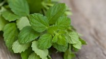 باحثة روسية: احذروا النعناع.. قد يجعل الانتصاب ضعيفاً