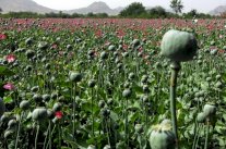 ميانمار تتفوق على أفغانستان في إنتاج الأفيون