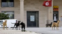 9 وفيات بالكلَب في تونس: كيف يمكن التعامل مع الكلاب السائبة؟ 