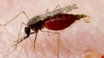 الفيروس الذي ينقله البعوض وينتشر دون علاج