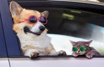 حيواناتنا الأليفة تعاني أيضاً في الحرّ، فكيف نحميها؟