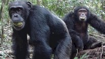 هل ورث الإنسان شهيته للكحول من قردة الشمبانزي؟