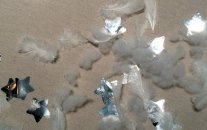 مختار من شقائق النثر العالمية