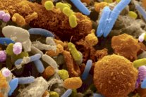 أنا أضم جماهير: الميكروبات في داخلنا ورؤية أكبر للحياة