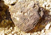 تخصيص 16 شركة عربية وعالمية بقطاع المعادن اليمني