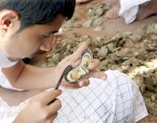 البحرين تتبنى توجهاً خليجياً لإنشاء بورصة للؤلؤ الطبيعي 