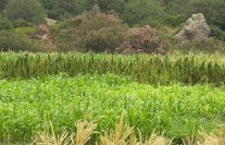 نقاش رسمي في المغرب في اتجاه تقنين زراعة القنب الهندي مستقبلاً