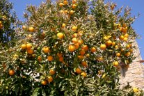 إرتفاع محصول تونس من الحمضيات بنسبة 7%