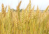 إرتفاع صادرات روسيا من الحبوب