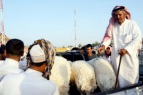 حركة نشطة في سوق الأغنام المركزية في المدينة المنورة 