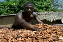 توقعات بارتفاع أسعار الشوكولا بسبب تفشي إيبولا