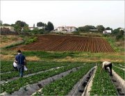 الجزائر: الإنتاج الزراعي يعادل 35 مليار دولار