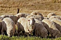 مساع أسترالية لإعادة تصدير ما انقطع من مواشٍ إلى السعودية