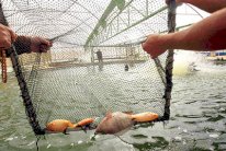 برنامج طموح لتربية الاسماك في السعودية