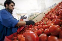 المغرب والاتحاد الأوروبي يسويان خلافهما حول الطماطم