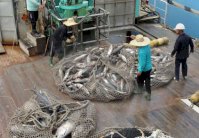 الصيّادون الأميركيون يتخلّصون من أسماك قيمتها بليون دولار سنوياً