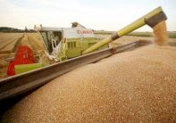 أسعار القمح الأميركي ترتفع بنسبة 2.4 بالمائة