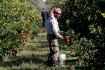 الفاو: الزراعة في قطاع غزة ستعاني من النزاع 