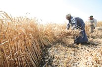 وزير الزراعة المصري: سعر القمح سيرتفع في موسم 2015