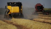 محصول روسيا من الحبوب يبلغ 78 مليون طن منذ بداية الحصاد