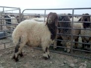 الضائقة الاقتصادية تضطر سودانيين لشراء الاضاحي بالتقسيط