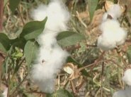  مصر ترفع الدعم عن محصول القطن