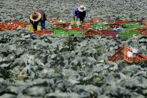 اتهام إسرائيل بانتهاك حقوق زراعيين تايلانديين