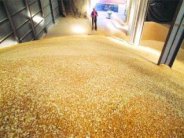  ارتفاع واردات الجزائر من الحبوب