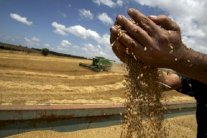 العرب يستوردون غذاءً بـ85 مليار دولار في 2020