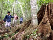 1.6 مليار شخص يعتمدون على الغابات في توفير الغذاء