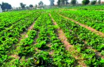 ﻿تركيا: الزراعة تعاني من تباطؤ الاقتصاد