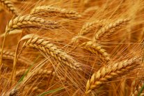 القمح.. النفط الآخر لداعش