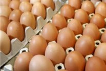 العراق يحظر استيراد الدواجن والطيور وبيض المائدة