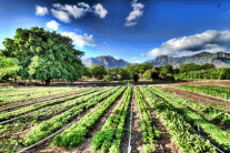 المنتوجات العضوية في أوروبا: معايير جودة متأرجحة