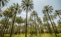 عُمان تعيد هيكلة قطاع النخيل والتمور 