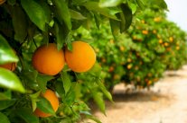 استئناف تصدير الحوامض المغربية إلى أميركا 