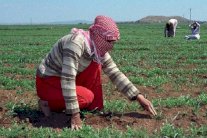 قطاع سوريا الزراعي بحاجة إلى 17 مليار دولار