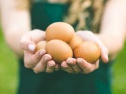 ألمانيا تطالب بلجيكا وهولندا بكشف ملابسات البيض الملوث في أوروبا