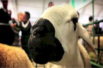 عيد الأضحى في المغرب: العرض أكثر من الطلب