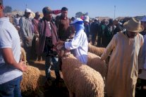 المغرب: عرض الأغنام والماعز بمناسبة عيد الأضحى يناهز 8 مليون رأس