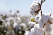 القطن المصري يصارع من أجل البقاء