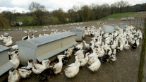 قتل ملايين الطيور الداجنة في فرنسا بسبب انفلونزا الطيور